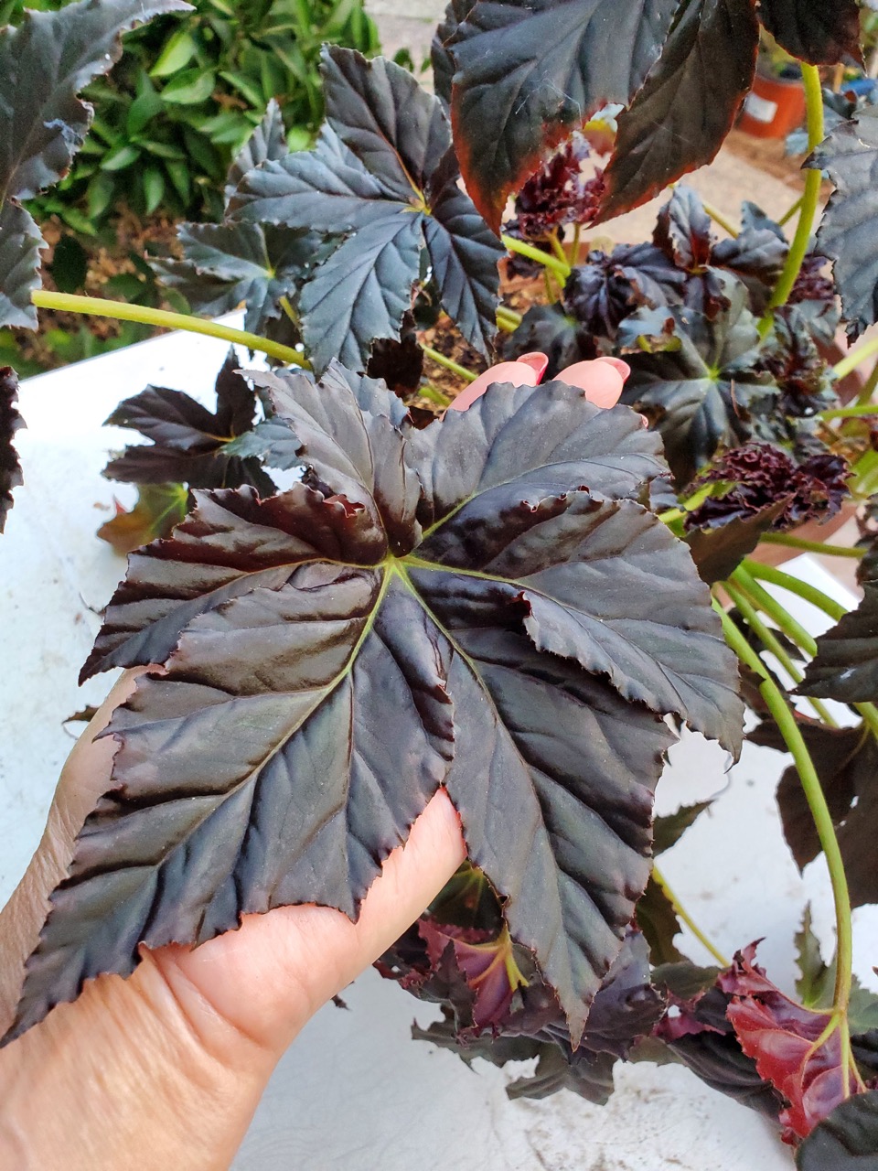 B. ‘Chocolate Martini’